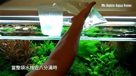 放魚|水草缸放魚步驟 觀賞水族必備技能 對水放養觀賞魚 熱帶魚